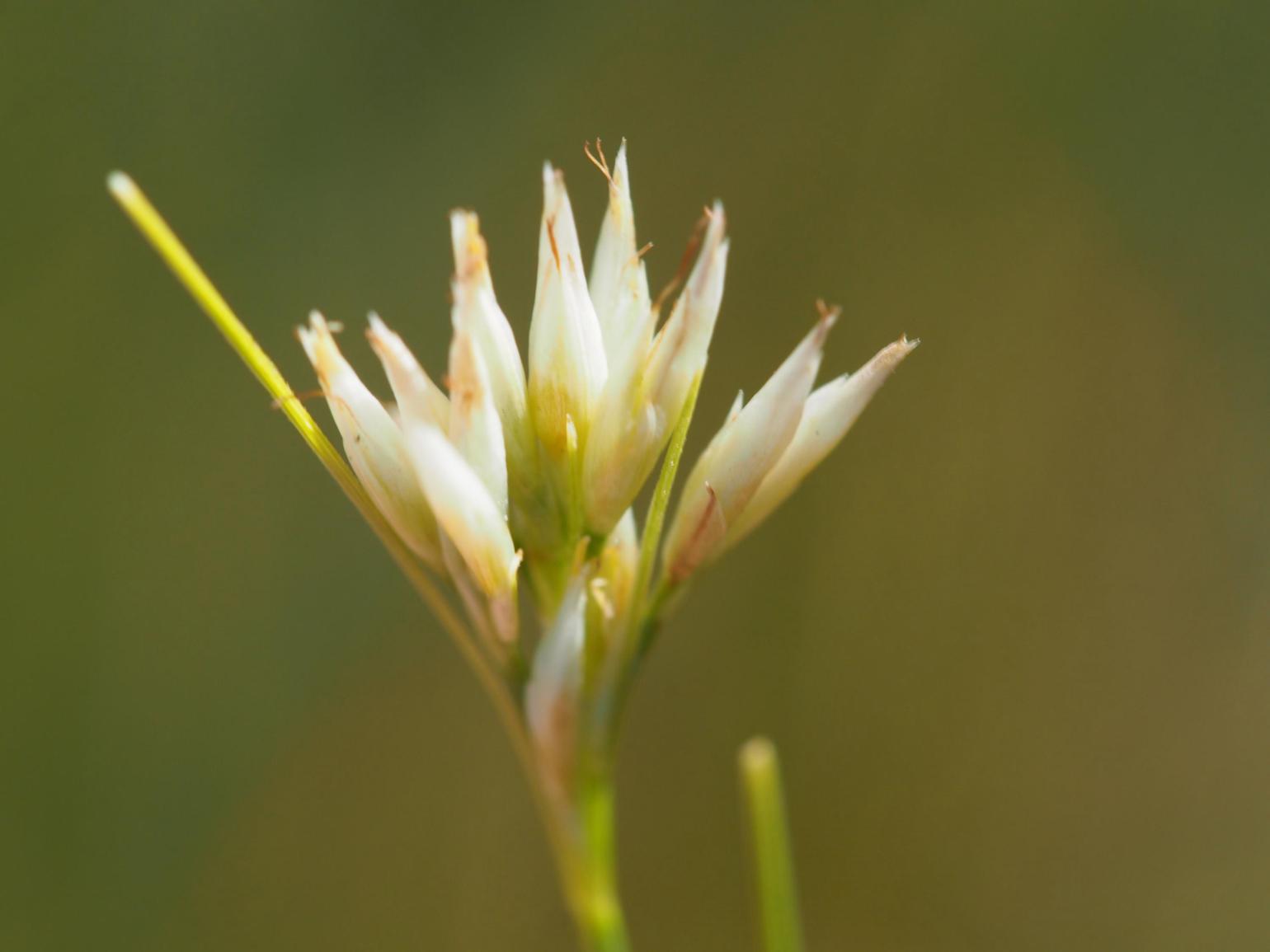 Beak-sedge, White